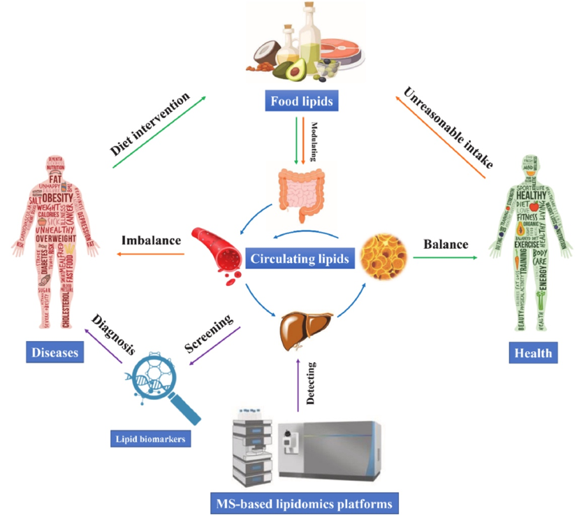 Application of Lipidomics in Nutrition